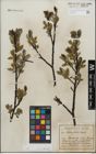 Foto von Salix glabra Scop.